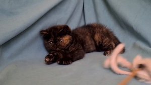 Лилиан - экзотическая короткошерстная кошка (экзот), 3 месяца