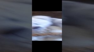 влог с Мишей/Лиза заболела ?