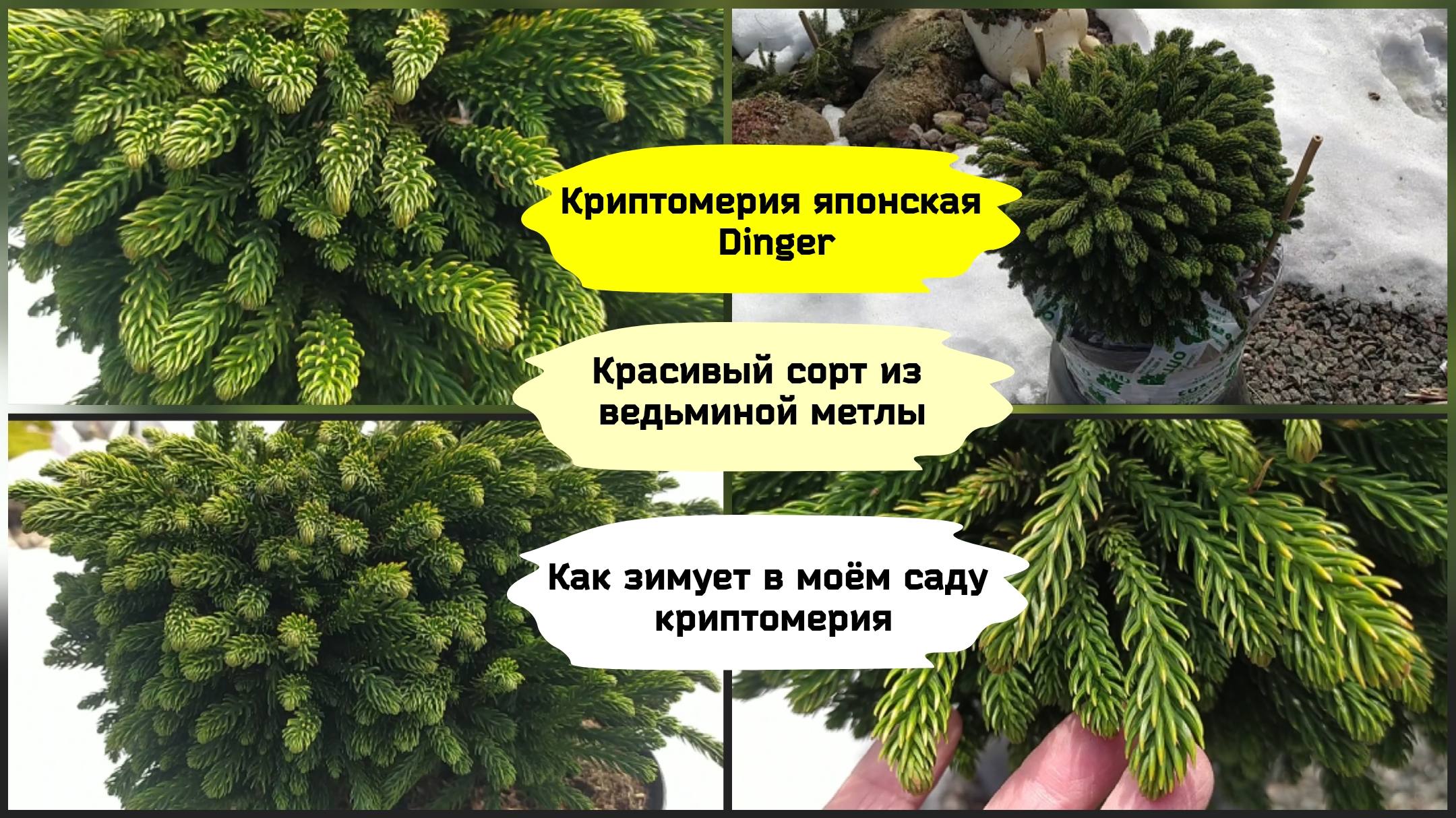 Криптомерия японская Dinger.Как зимует криптомерия в Ленинградской области.