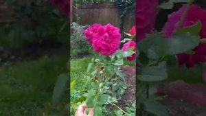 Истинная леди в моем саду: английская роза The Dark Lady из цикла розы Остина