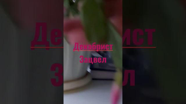 Декабрист в цвету.Подскажите почему не так обильно цветётчто вы делаете.Вроде и удобряю