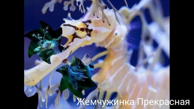 Морской конёк - тряпичник. смотреть онлайн