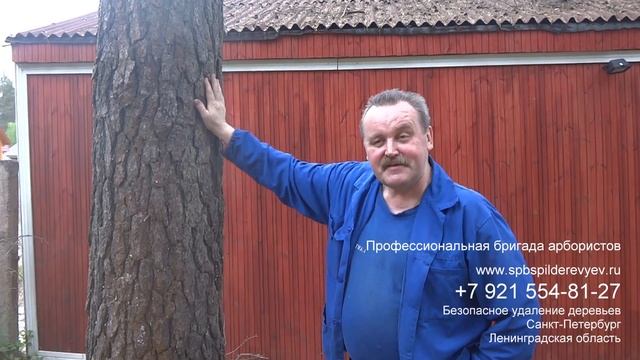 Спилили сухое дерево частями отзыв СПб и Лен. обл.