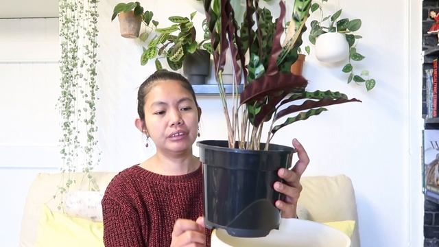CALATHEA LANCIFOLIA “Rattlesnake” PLANT DIARY + CARE TIPS | Myra Murison смотреть онлайн