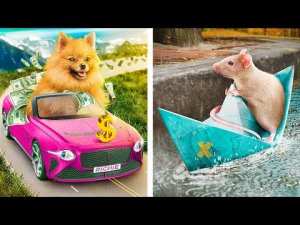 Бедный владелец животного против богатого.mp4