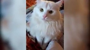 Кот ругается с хозяйкой