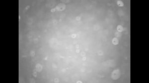 Рыбалка на Каме с подводными камерами для рыбалки FishFocusCams