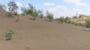 Кызылку́м (Кызыл-Кум, Кызылкумы) (узб. Qizilqum, каракалп. Qızılqum, каз. Қызылқұм,