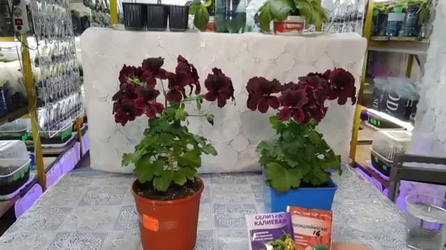 ???ПОДКОРМКА ГЕРАНИ ( ПЕЛАРГОНИИ ) ЙОДОМ ! СМОТРИТЕ МОЙ РЕЗУЛЬТАТ смотреть онлайн