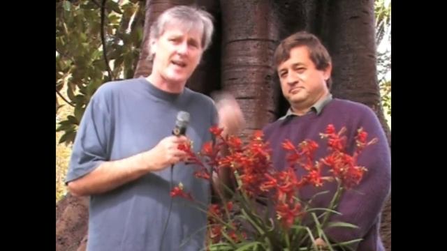 Anigozanthos Rampaging Roy Slaven Kangaroo Paw смотреть онлайн