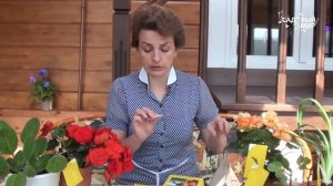 ЧЕРВИВЫХ ЯБЛОК БОЛЬШЕ НЕ БУДЕТ! Отличный способ борьбы - феромонные ловушки!