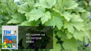 Обработки роз весной.