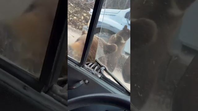 Новое КПП на разрезе Междуреченском❗️
Досмотр устраивают медведи🐻 и нужно предъявить печеньки