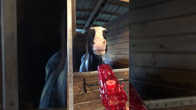 Guy Includes His Horse In A Water Gun Game And He Seems To Enjoy It