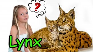 Рысь Мир дикой природы Полина рассказывает об уникальном животном (1)