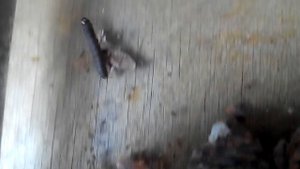 Огневка шишковая хвойная – Dioryctria abietella F. {—Physis, Tinea abietella F.)