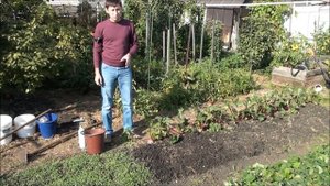 Посев сидератов. Осенняя обработка почвы