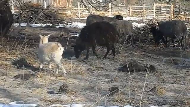 Романовские овцы: "Черная антилопа" или игры на природе))) смотреть онлайн