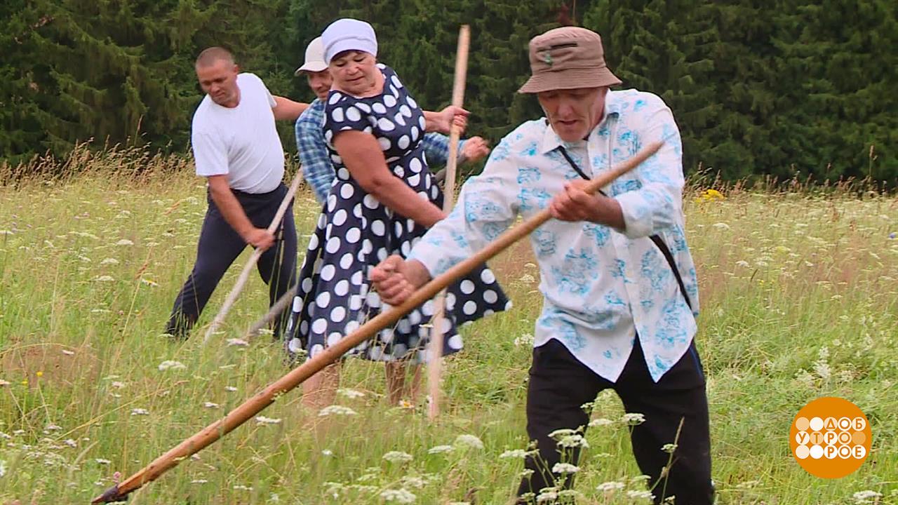 Коси, коса, пока роса! Доброе утро. Суббота. Фрагмент выпуска от 20.07.2024