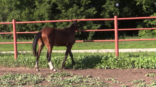 Компас 2021 г.р. (Музыкант - Криница от 12231 Раунда) смотреть онлайн