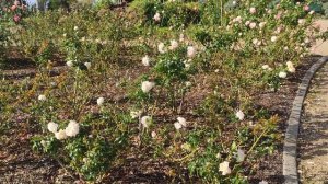 Jardins De L'essone Roses