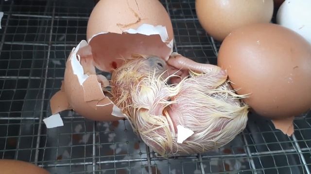 Как вылупляются цыплята... смотреть онлайн