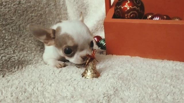 Мини малышка чихуахуа смотреть онлайн