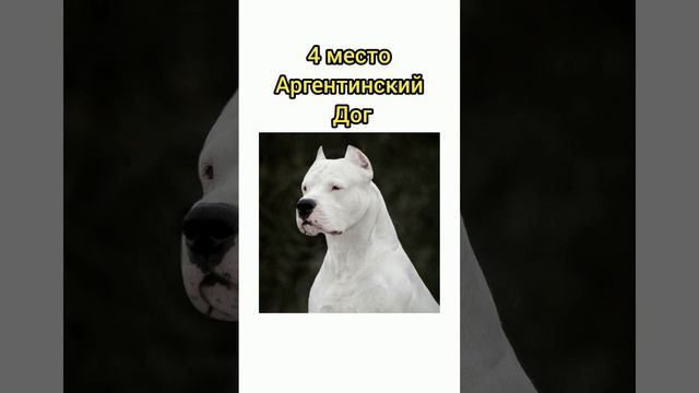 Породы собак которые могут победить льва