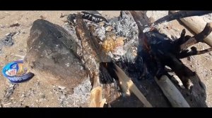 Дикая кухня // День второй // Жарю гребешок