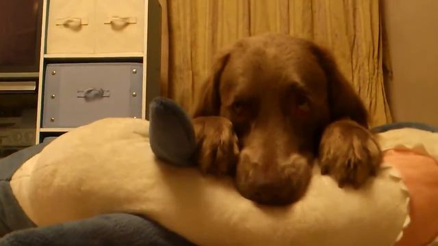 Weimaraner Long-haired "Blue"????????????? смотреть онлайн