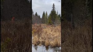 Как ребята лося брали. Охота с лайкой на лося.