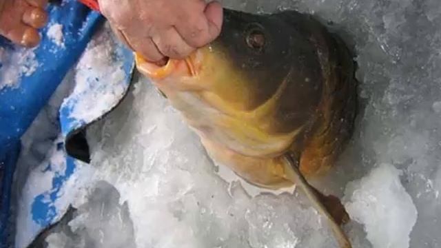 Поиски зимнего карпа - Где искать карпа зимой смотреть онлайн