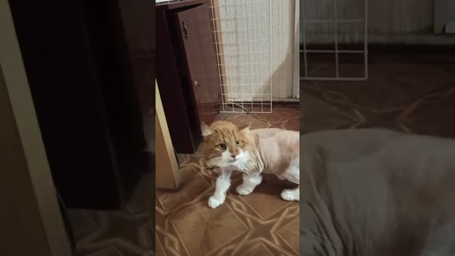 Котик Кузя избавится от колтунов! / стрижка кошек.