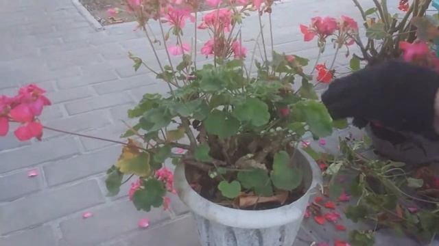 Как сохранить зимой герань. Как сохранить зимой пеларгонию смотреть онлайн