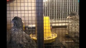 Полтора месяца цыплятам породы Кремовый Легбар. Сезон 2020/1.5 months for cream Leggar chickens.202