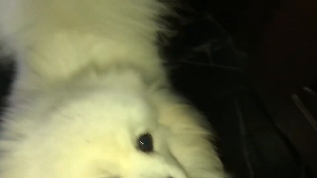 Долго ли грустит шпиц? Накатила печалька 😪 смотреть онлайн