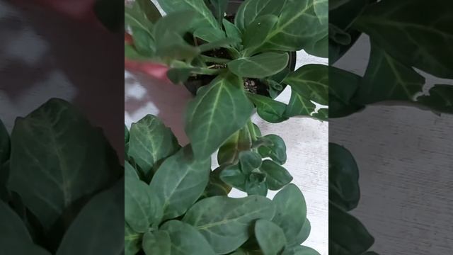 из черенков в прекрасные цветы