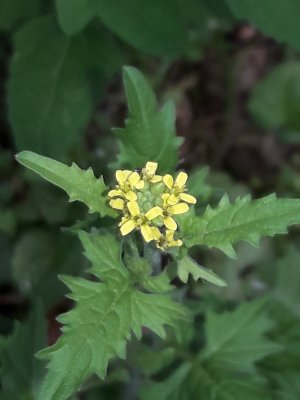 112. Гулявник лекарственный - Sisymbrium officinale