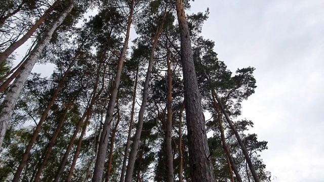 Прогулка на море Калининградская область, Балтика#калининградскаяобласть#россия