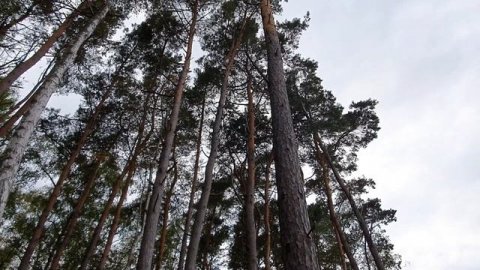 Прогулка на море Калининградская область, Балтика#калининградскаяобласть#россия