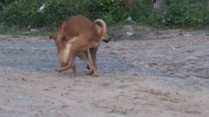 Dog Want To Meeting Her - Dog meeting