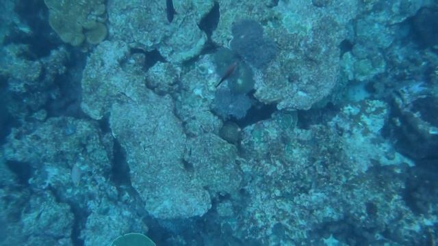 Тайланд подводная съемка смотреть онлайн