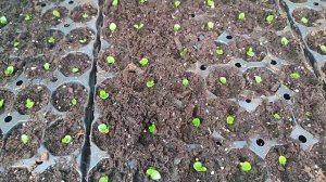 Бегония вечноцветущая от посева до пикировки