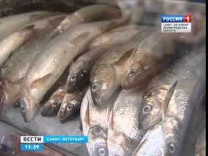 Сможет ли 47-й регион накормить рыбой всю страну?