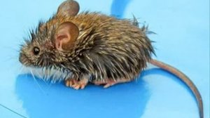 Грузинская лезгинка