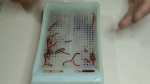 #99 Как правильно хранить мотыль . Какая коробочка лучшая для мотыля. Как мотыль брать на рыбалку .