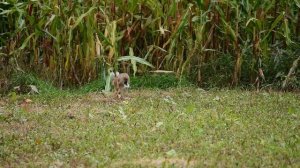 Заяц-русак. Вечер зайца.