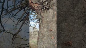 Колючая акация