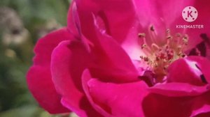 most beautiful rose flowers/ top 12colours of rose by natlog The Flower Speaks All about season