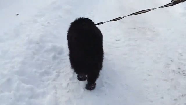 ЗИМА | ПРОГУЛКА С НЬЮФАУНДЛЕНДОМ | МЫ ЛЮБИМ СНЕГ | НАШ МЕДВЕДЬ смотреть онлайн